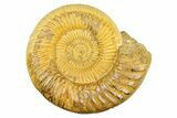 Polished Jurassic Ammonite (Kranosphinctes) - Madagascar #293943-1